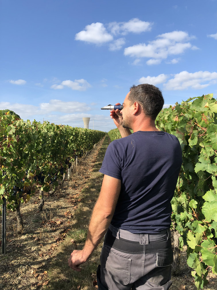 Observer la vigne